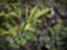 IMG_0640.jpeg