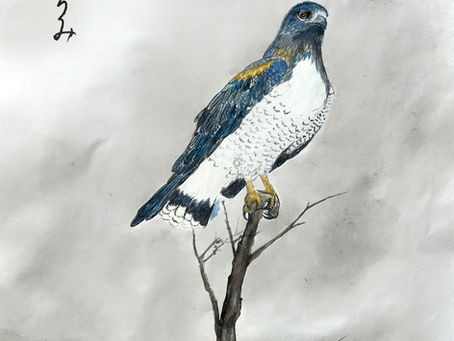 Exposição: Recortes do Cerrado
05-26 de setembro de 2025 
Foyer da Câmara Legislativa do Distrito Federal - CLDF
