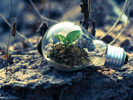 Broto verde crescendo dentro de uma lâmpada de vidro, simbolizando energia renovável e sustentabilidade, com fundo de solo seco e galhos secos