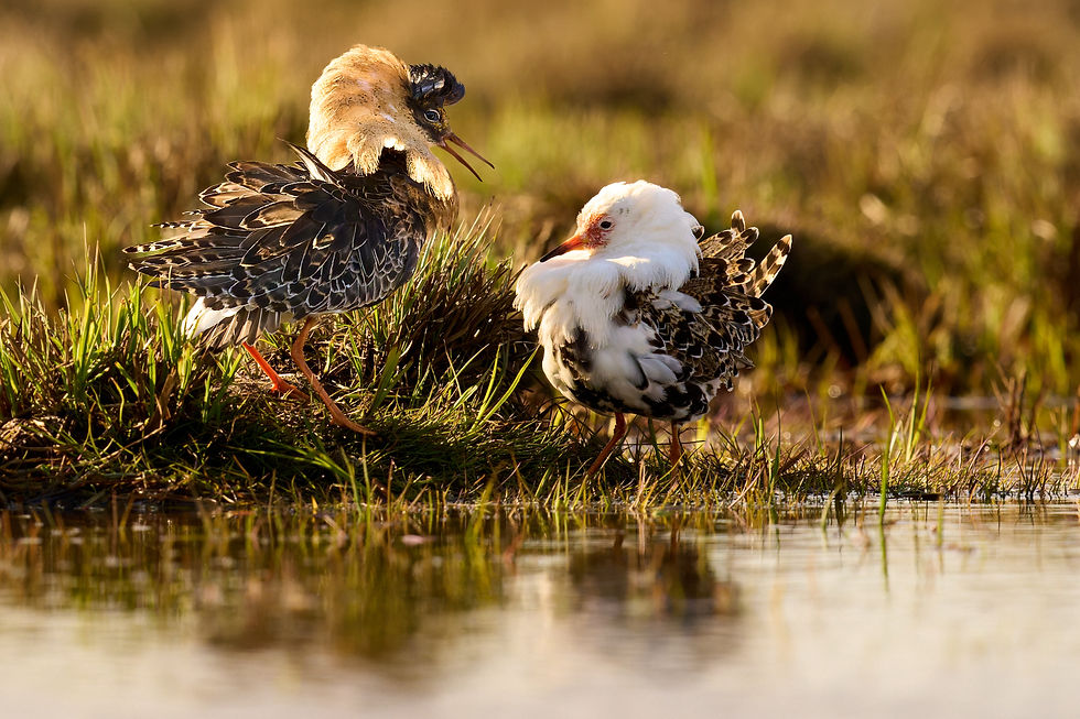 Ruff display