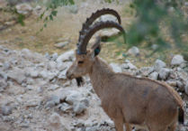Ein Gedi.jpg