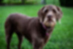 Puppy portrait shoot 1
