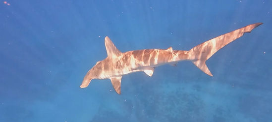 shark_edited.jpg