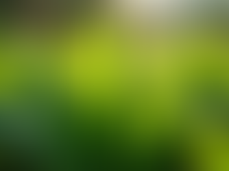 Nurturing growth in a garden bed.