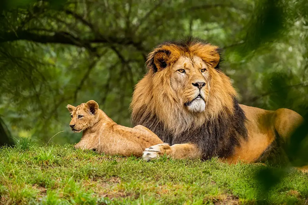 A lion resting with his cub in the wild.