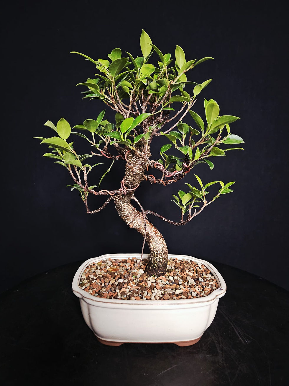 Miniature : Ficus Tigerbark