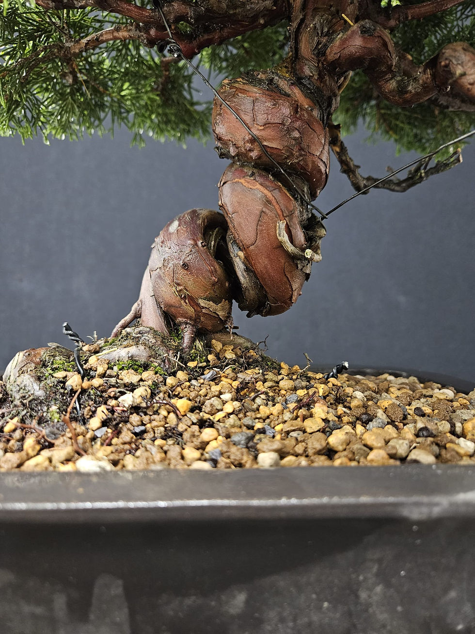 Miniature : Wacholder Itoigawa