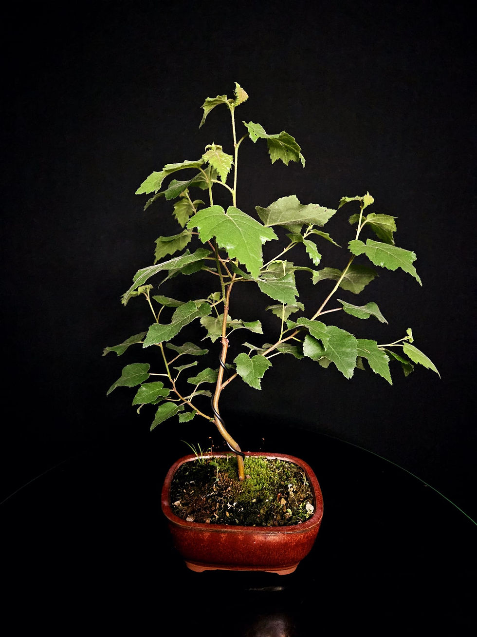 Miniature : bouleau