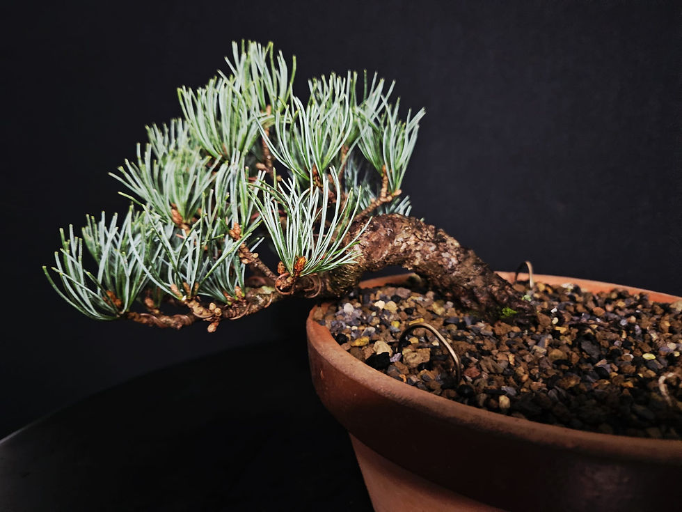 Miniature : Mädchenkiefer (Pentaphylla) Shohin
