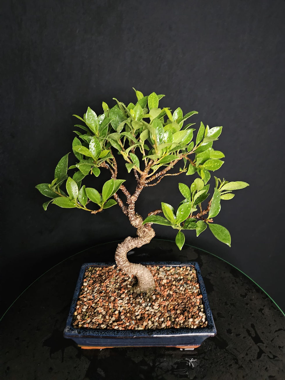 Miniaturbild: Ficus Retusa