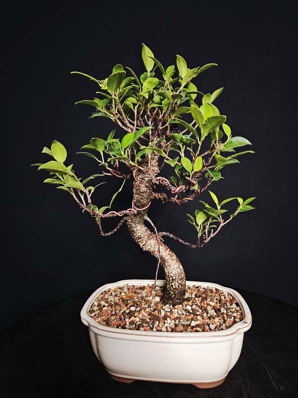 Miniature : Ficus Tigerbark