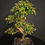 Miniaturbild: Ulme (Zelkova)