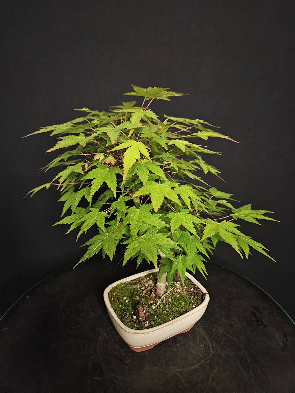 Miniature : Jap. Fächerahorn (Palmatum)