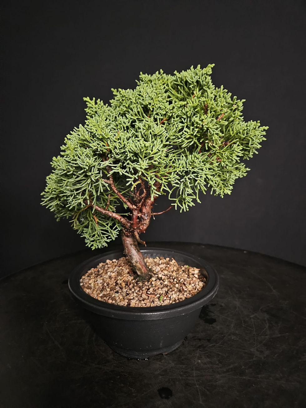 Miniature : Jap. Wacholder Itoigawa