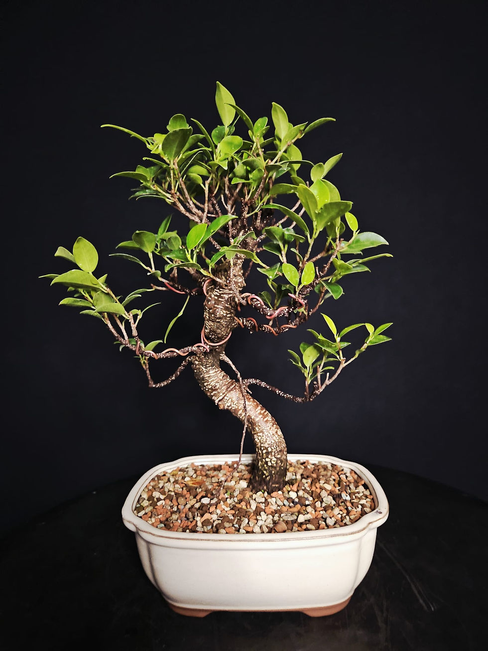 Miniature : Ficus Tigerbark