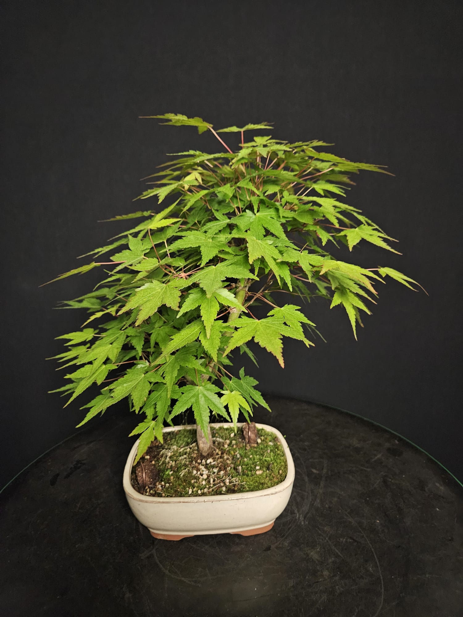 Jap. Fächerahorn (Palmatum)