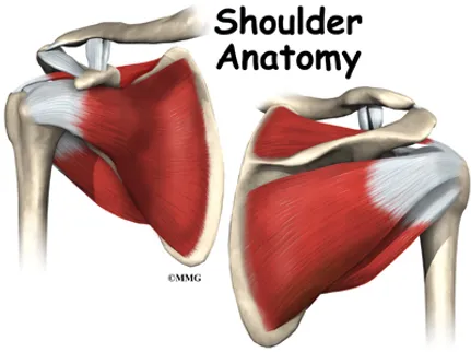 Shoulder Anatomy