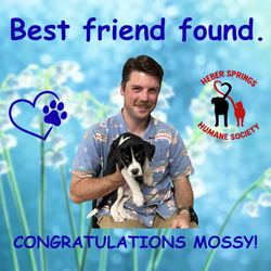 Adoption of Mossy