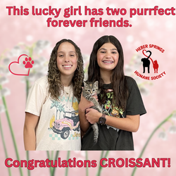 Adoption of Croissant