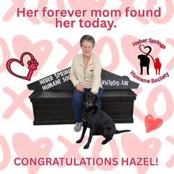 Adoption of Hazel