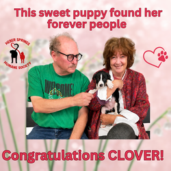 Adoption of Clover