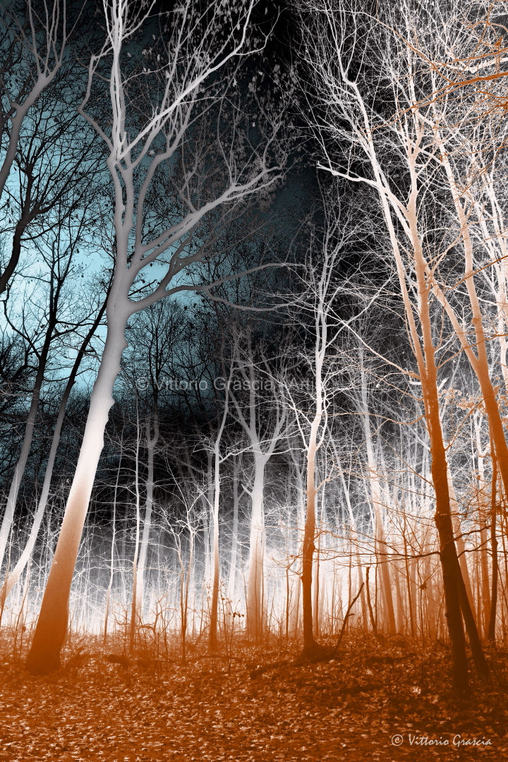 Autumn Forest