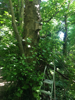 Cams Golf Course 1st nestbox