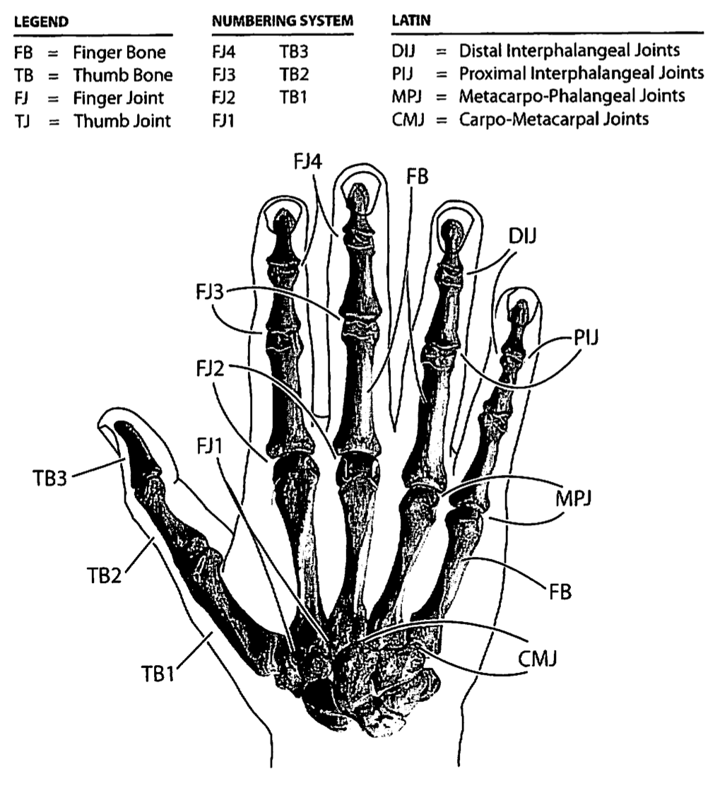 hand bones