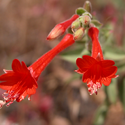 Science Camp_CA Fuschia.png