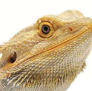 BeardedDragon_stock.jpg
