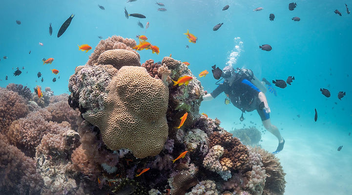 Plongeur explorant un récif corallien vibrant et coloré