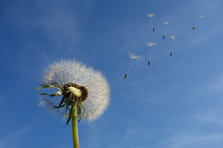 pexels-pixabay-39669.jpg