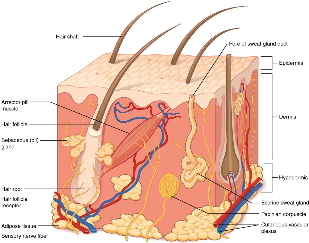 FACIALS FOUNDATIONS COURSE