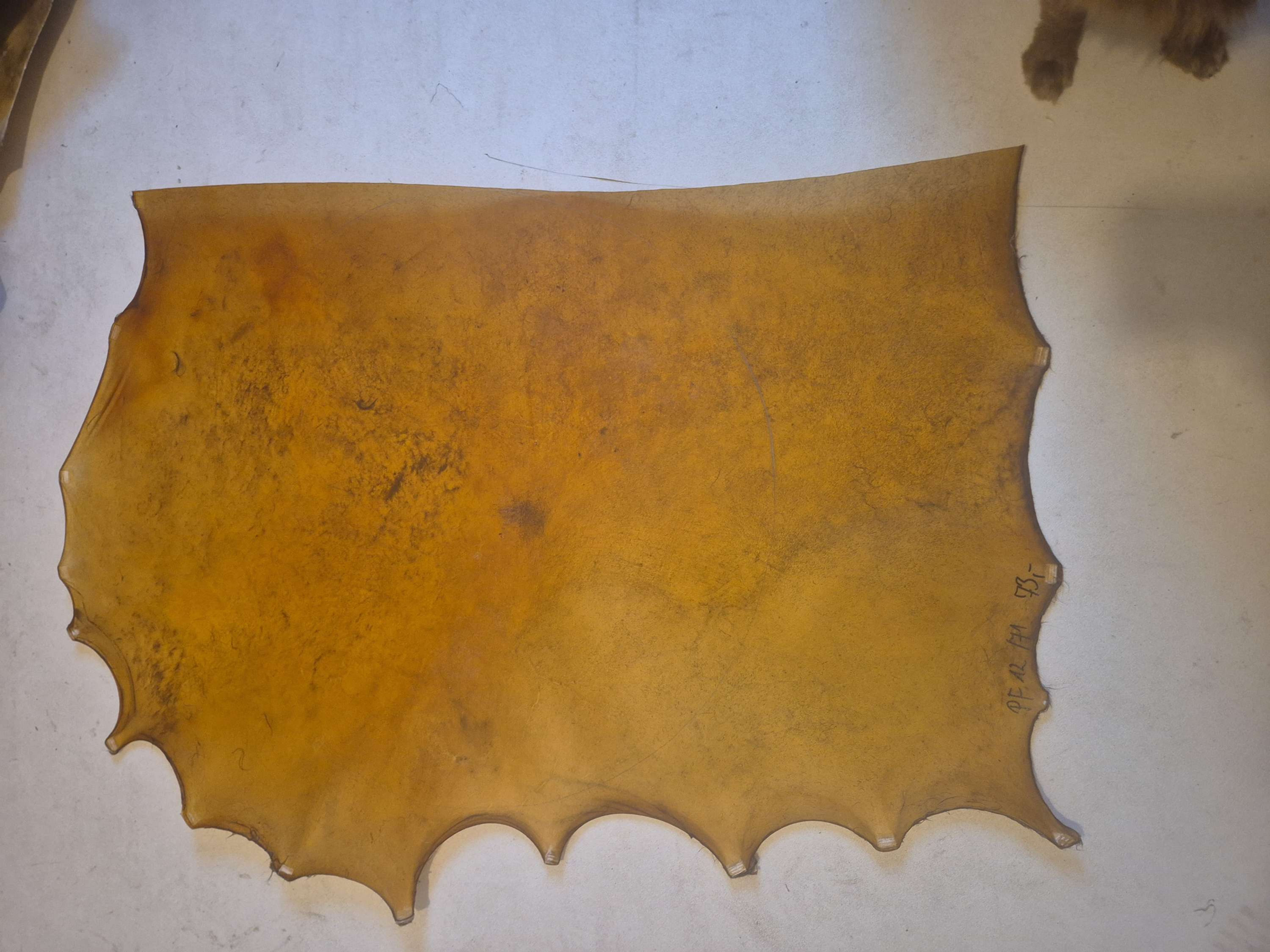 12/71cm Pferd Rohaut Pergament