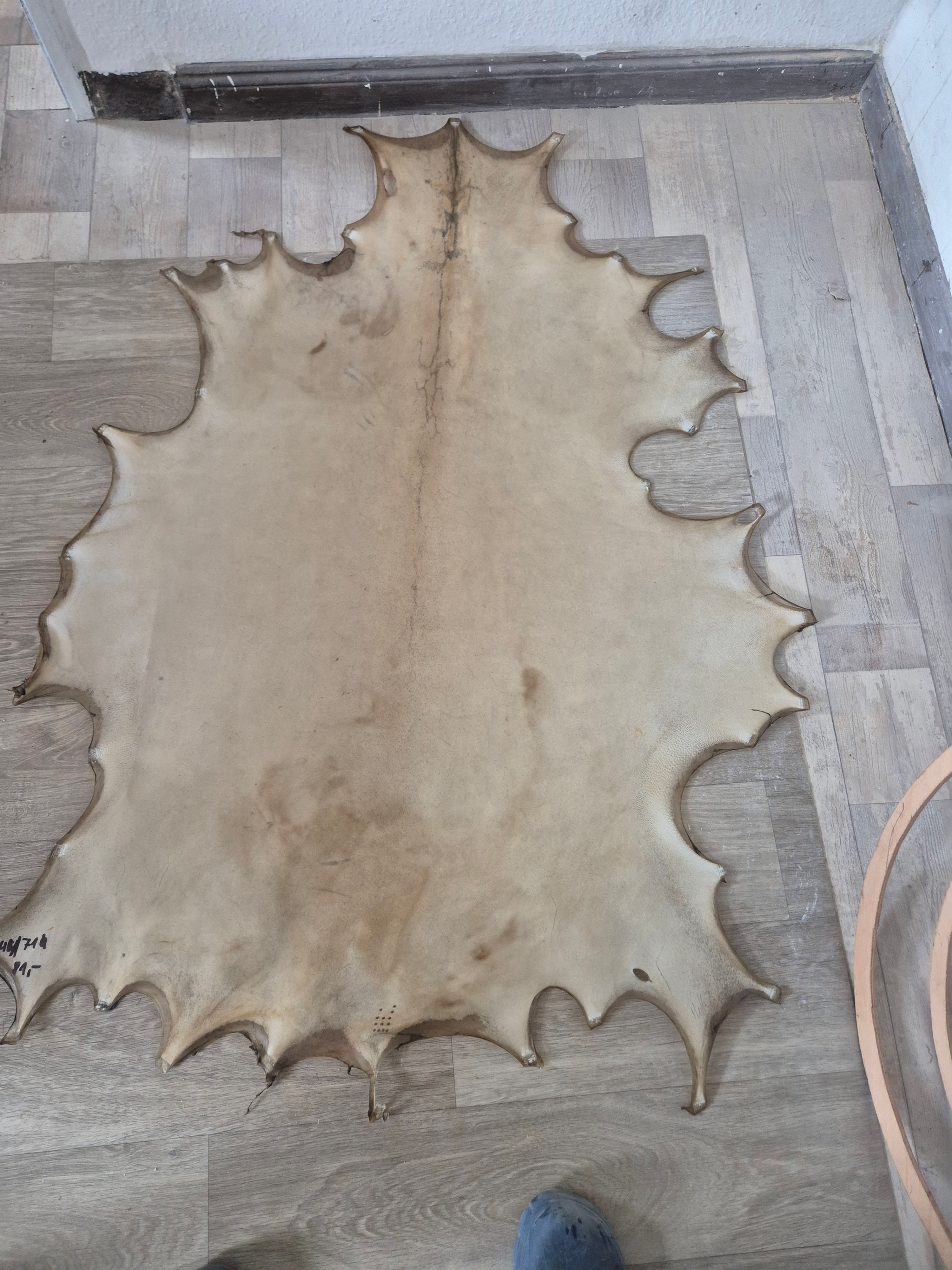 44/71 cm Ziege/Mufflon Pergament Schamanen Trommel