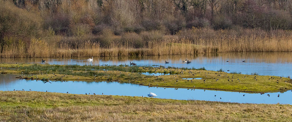 Lapwing on Plover Island.JPG