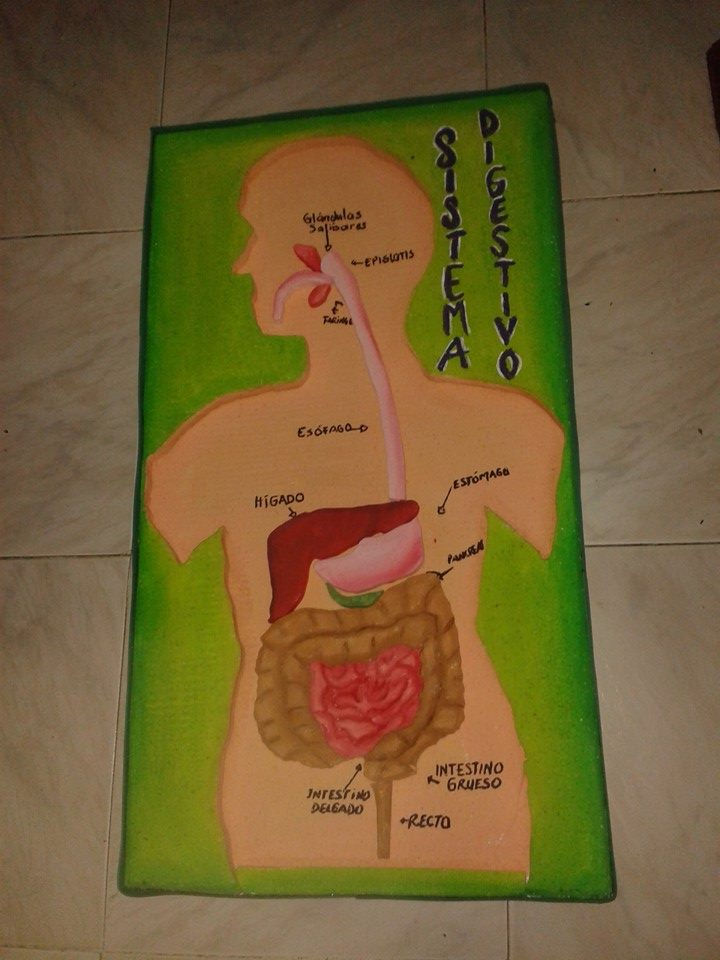 Sistema digestivo rompecabezas