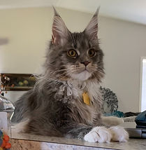 maine coon cat