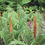 Thumbnail: Osmunda cinnamomea - Cinnamon Fern