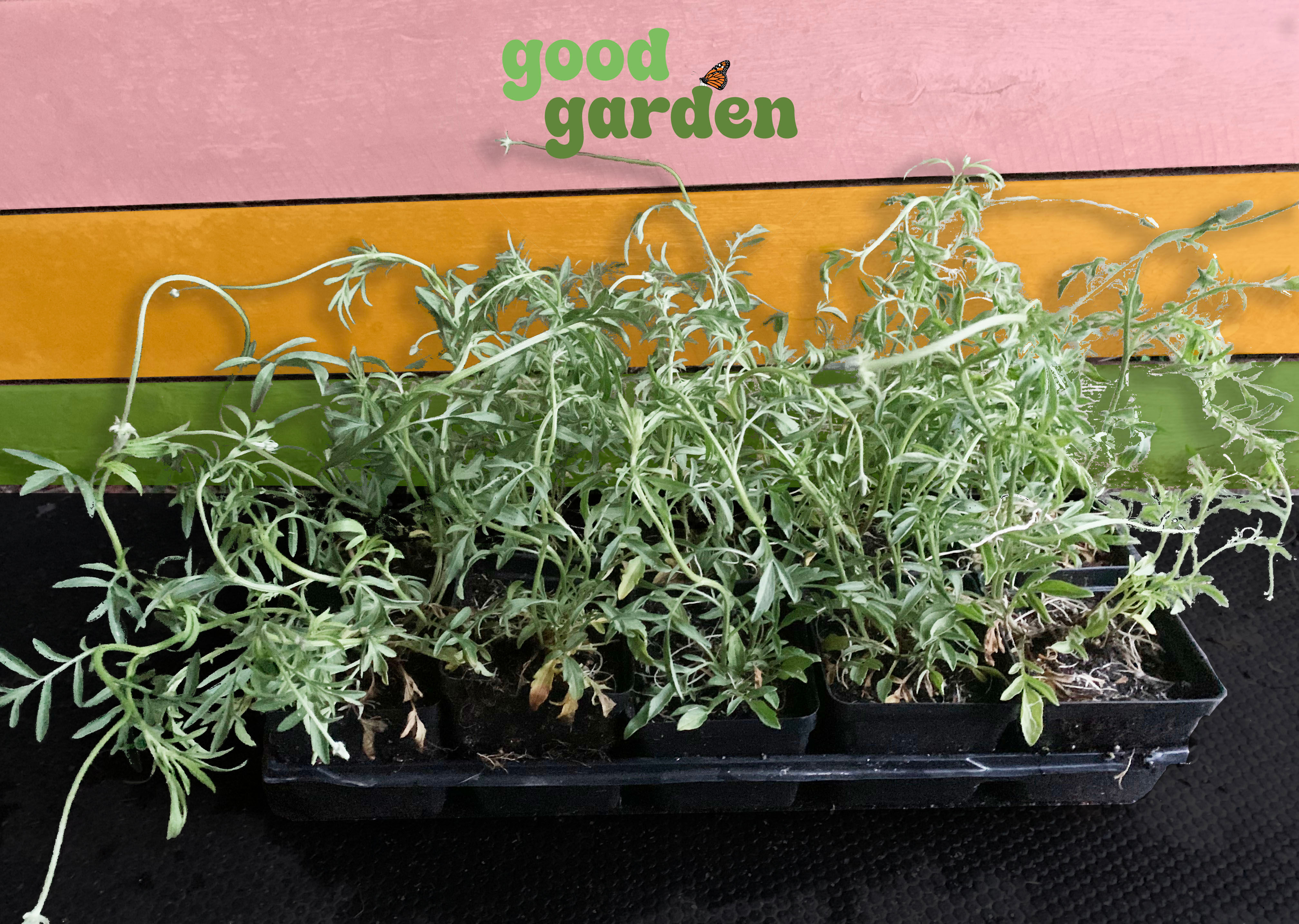 Ratibida columnifera - Mexican Hat Plant