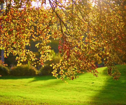 istockphoto-1264350679-612x612.jpg