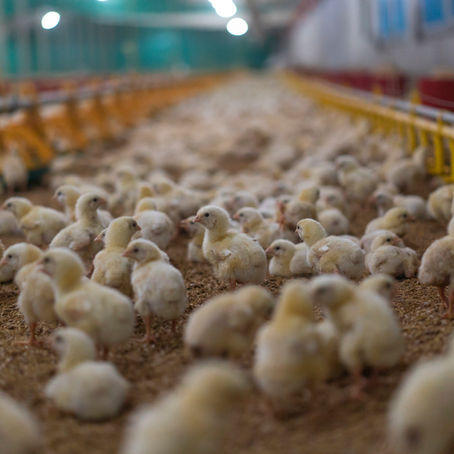 Green Story Global Highlights the Critical Role of Envirocleanse-A in Combating Avian Influenza Across the U.S.