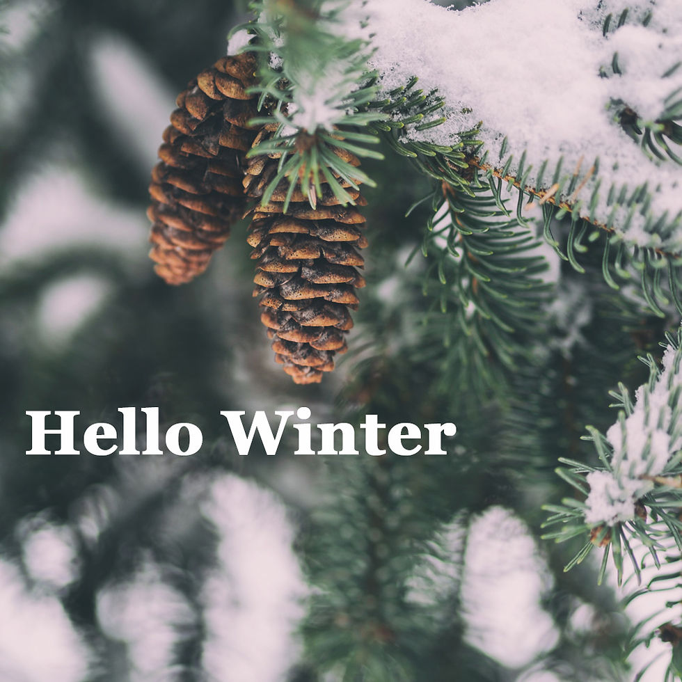 Pine cones on snow covered fir tree.