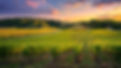 cypress background. main page.jpg