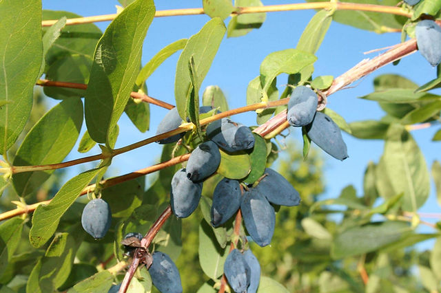 ハスカップ ジンギスカン 商標グルメ 美人吉思汗 ビジンギスカン 商標グルメ アイヌの不老長寿の実 ハスカップ 日本