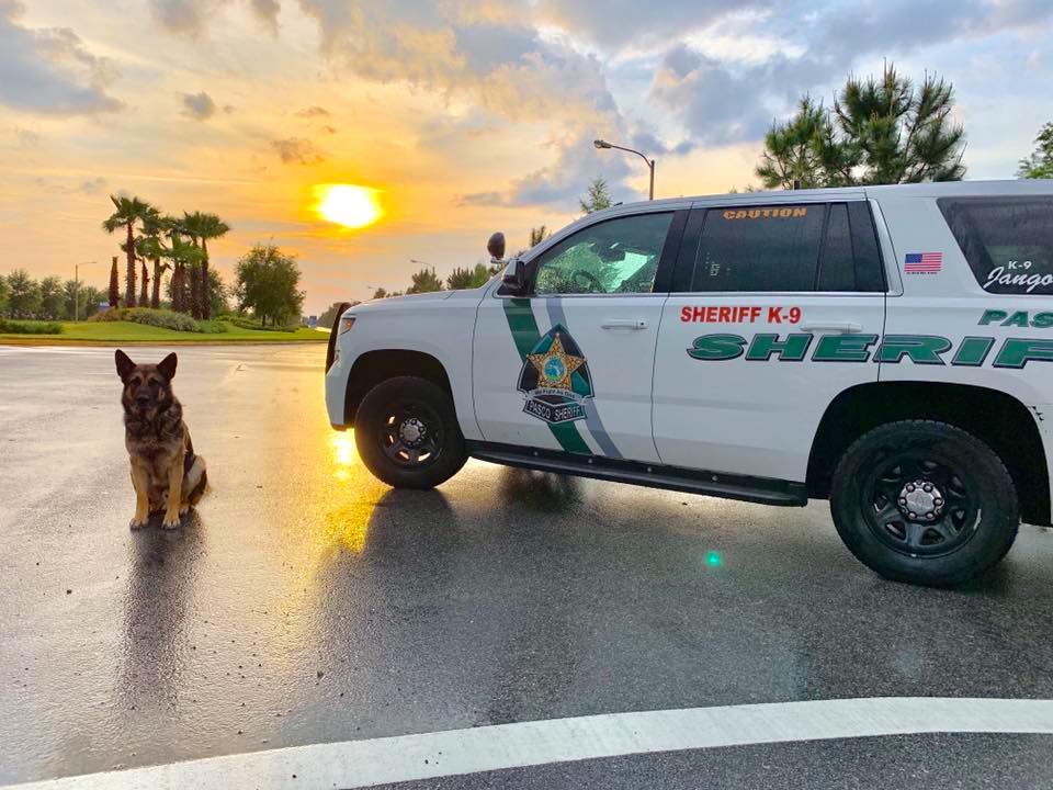 Burglars and Car Thieves Strike Wesley Chapel and Land O’ Lakes Area