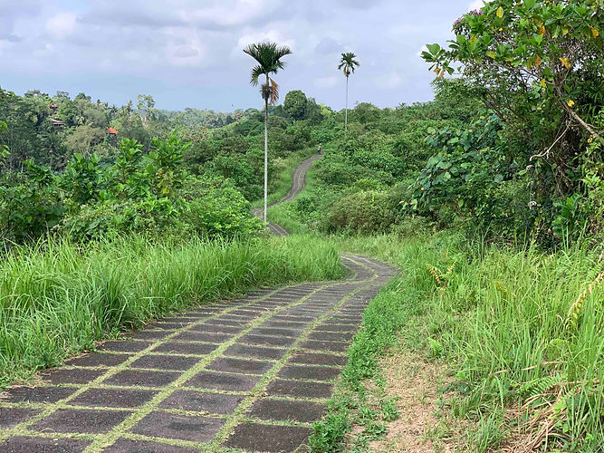 Ubud paddy fields 2.jpg