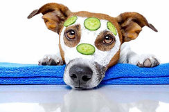 do-dog-facial-scrubs-work1.jpg
