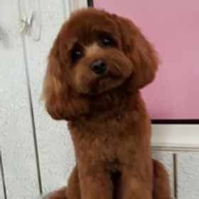cavapoo pic.jpg