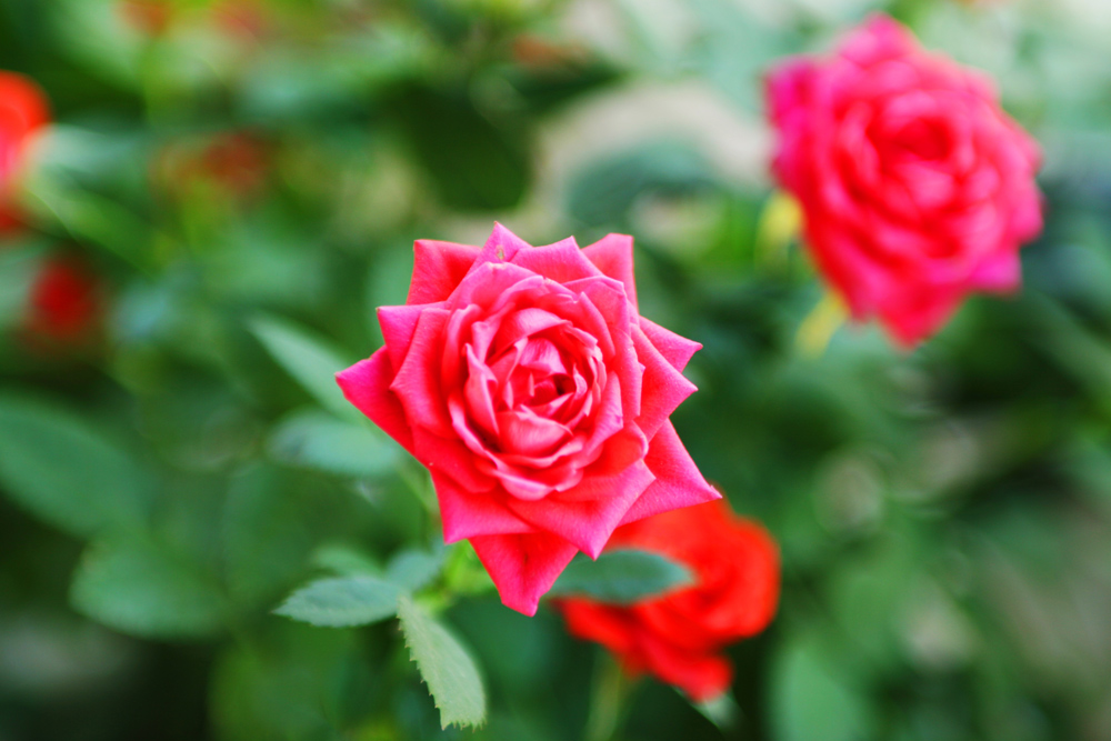 Larrosa/Rosas